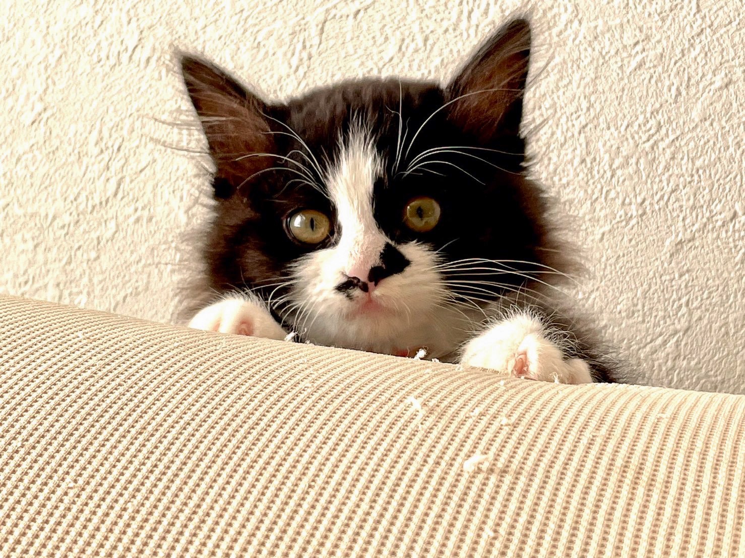 一軒家の庭の茂みに隠れた3匹の子猫…深夜に及ぶ捕獲の末、いまはそれぞれの家族と団らんの日々｜まいどなニュース