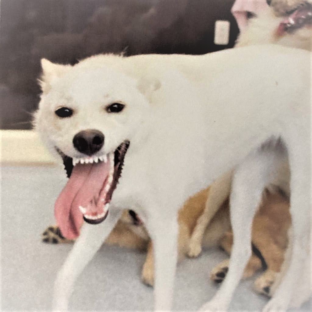 妖怪が現れた べろ んと舌を出す犬さんが話題 ネット民 バイオレーター もののけの山犬 まいどなニュース
