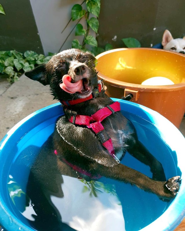 飼育放棄され身体中ダニに埋め尽くされていた母子犬 保護できた子犬はすくすく育って元気に まいどなニュース