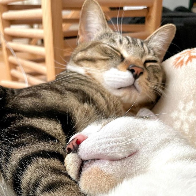 子猫たちの新しいお家には、22歳の「高齢猫」が！ そろ〜っと静かに 