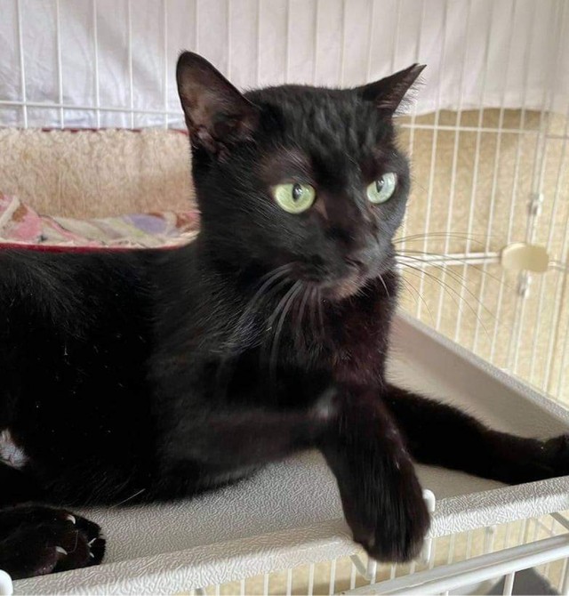 もしもあなたの猫がいなくなったら 特徴を言えますか 猫相 が変わっても 我が子 と断定するために まいどなニュース