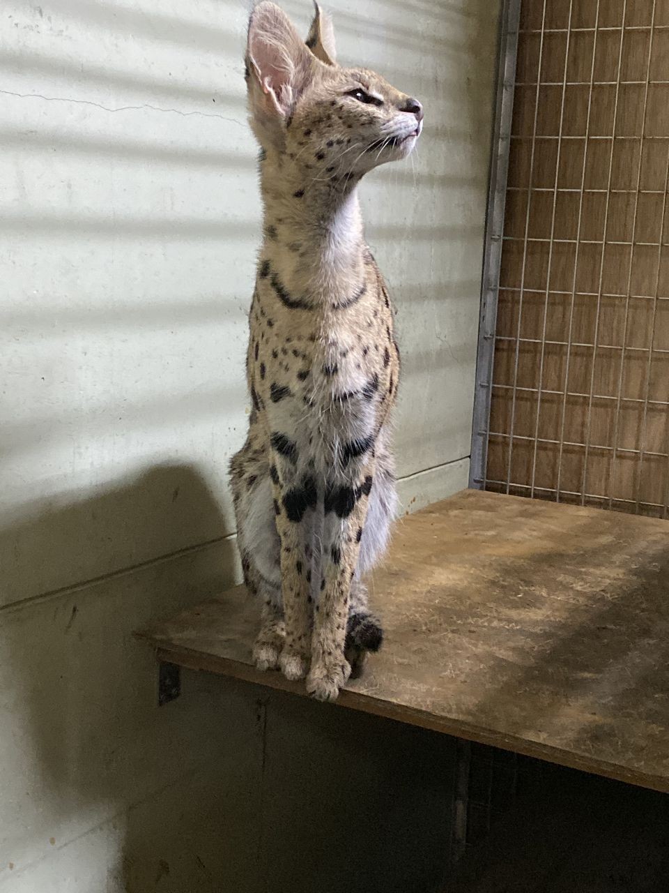 日本で唯一 サーバルキャットと触れ合える異色のカフェ 実は 保護活動 の拠点 オーナーに聞いた 次の一手 まいどなニュース