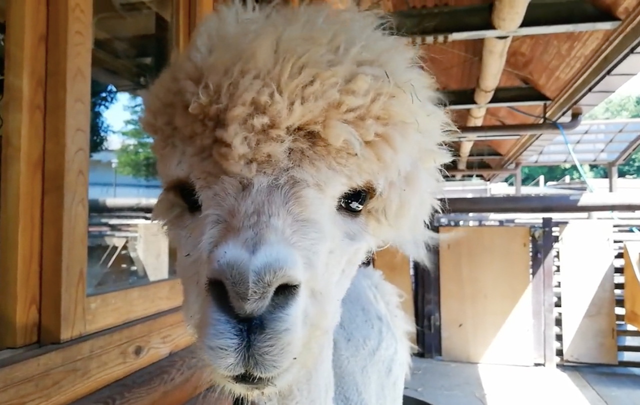 人も動物も暑い日に行き着く先は同じ 扇風機から離れないアルパカ 私も好きな場所 見ているだけで涼しくなれる まいどなニュース
