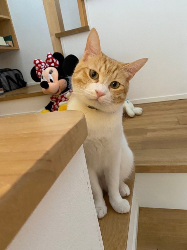 謎のポーズでトイレをする猫 実は猫なりの工夫だった 港で足を上げてる人みたい まいどなニュース 謎のポーズでトイレをする猫 実は猫なりの工夫だった 港で足を上げてる人みたい まいどなニュース