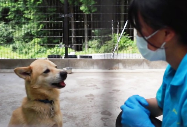久しぶりにとんでもない子だ 歯を剥き出して威嚇 お腹を見せて甘える犬に 保護 譲渡活動の現場 まいどなニュース