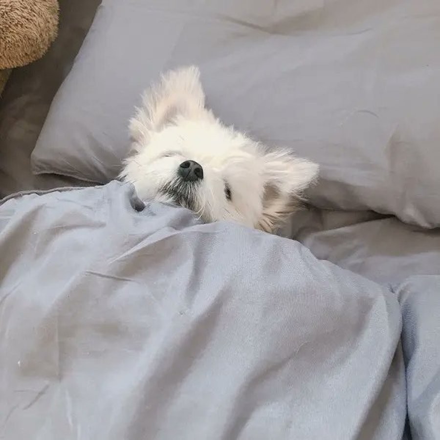 びっくりして耳が漫画みたいになった犬 なぜ 意外な理由と可愛い姿に ミッフィーみたい まいどなニュース