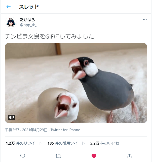 荒ぶる2羽の文鳥さん チンピラ感がすごい 絡まれたら大変かわいい と話題 まいどなニュース