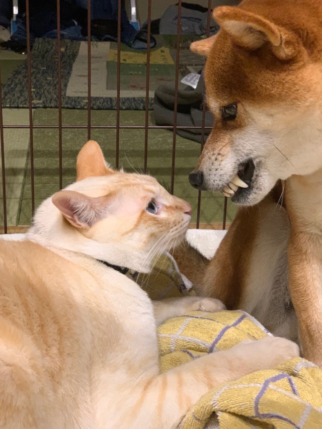 カプッ 柴犬の耳をかじる猫の衝撃写真が話題 お腹すいてる チュ ルじゃないよ この後 どうなった まいどなニュース