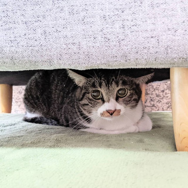 初めて飼うのに 触れない猫 でいいのですか それでも この子に感じた運命 対面するだけで不思議と涙が まいどなニュース