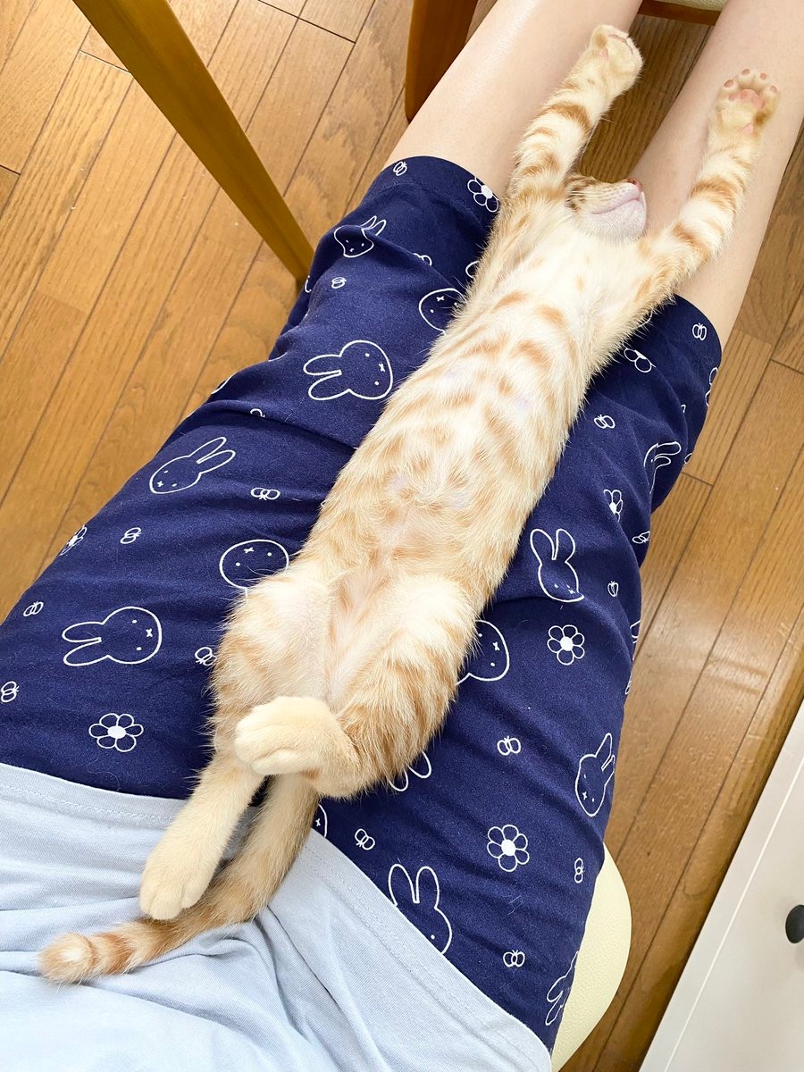 ニャんでこうなった まるで 親亀の背中に子亀を乗せて 保護猫2匹が見せた行動が話題 猫リュック まいどなニュース ニャんでこうなった まるで 親亀の背中に子亀を乗せて 保護猫2匹が見せた行動が話題 猫リュック まいどなニュース