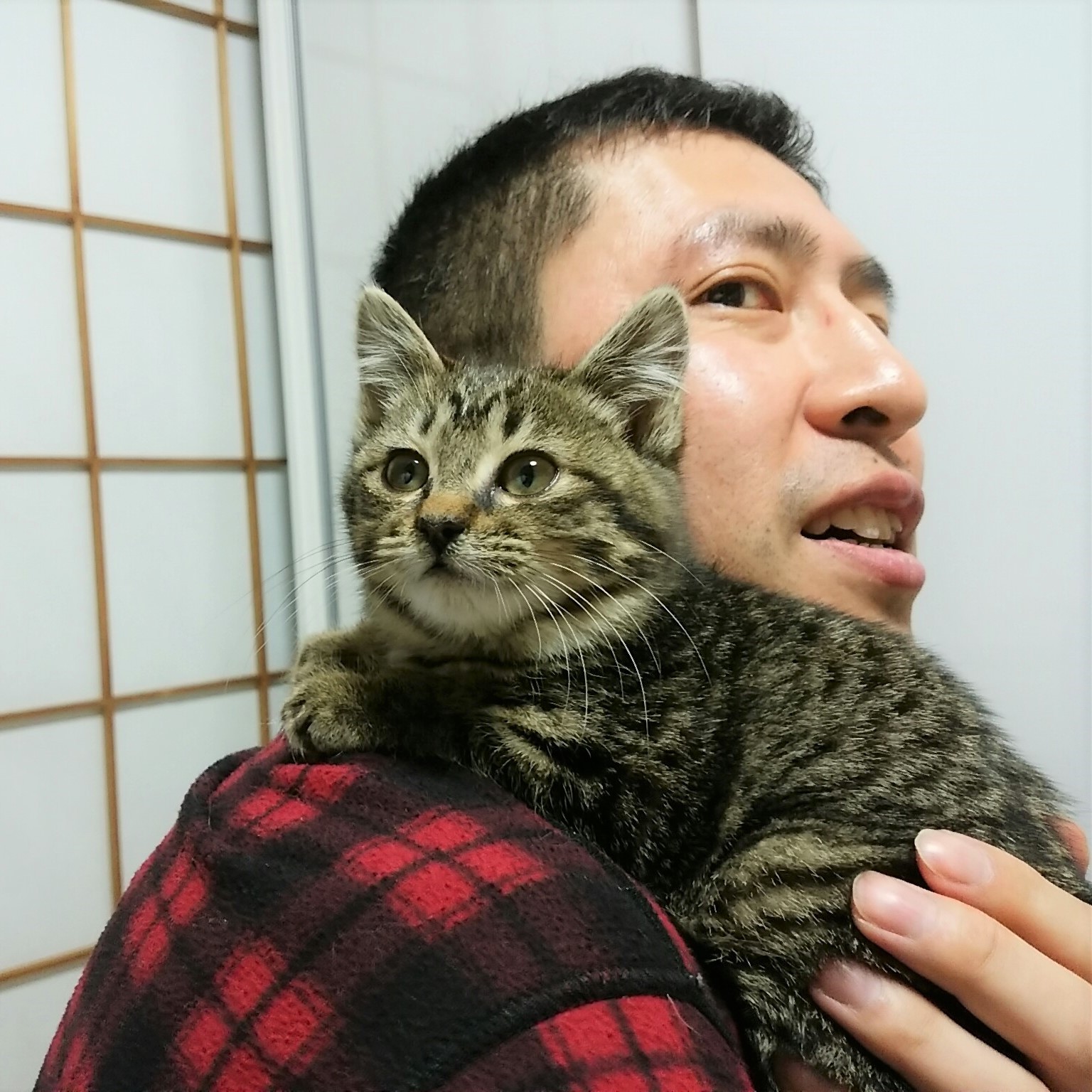 黒猫は招き猫！自らトートバッグに入ってきた猫は、家族に 