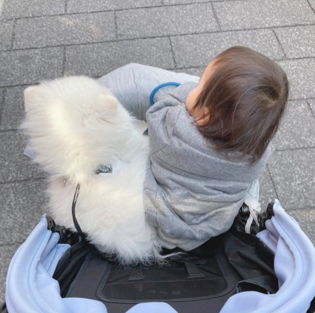 散歩に行きたくないのに 1歳児に強制連行される犬さん どんよりした 顔が全てを語っている と話題に まいどなニュース 散歩に行きたくないのに 1歳児に強制連行される犬さん どんよりした 顔が全てを語っている と話題に まいどなニュース