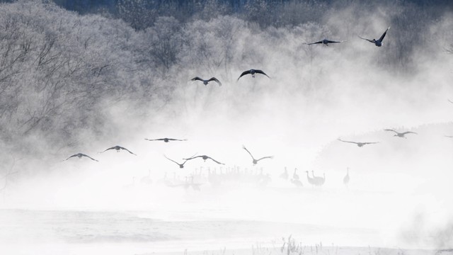 北海道冬季夢幻美景 氣嵐 0隻丹頂鶴齊紛飛 朝日新聞中文網