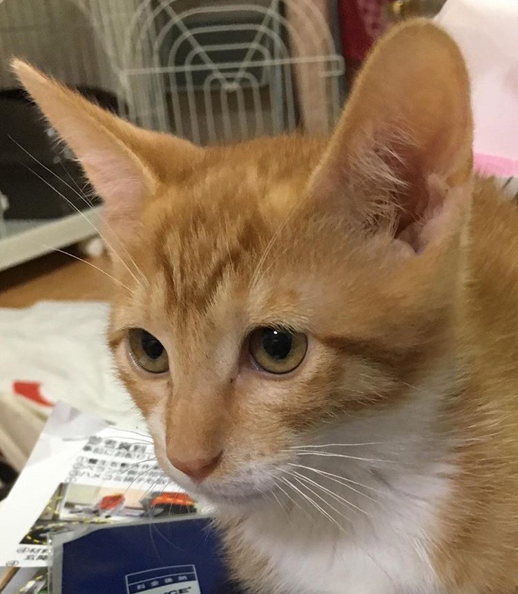 武蔵 むっちゃん むーちゃん ママさんの呼びかけに尻尾をパタパタ 戸惑いが喜びに変わった猫 まいどなニュース