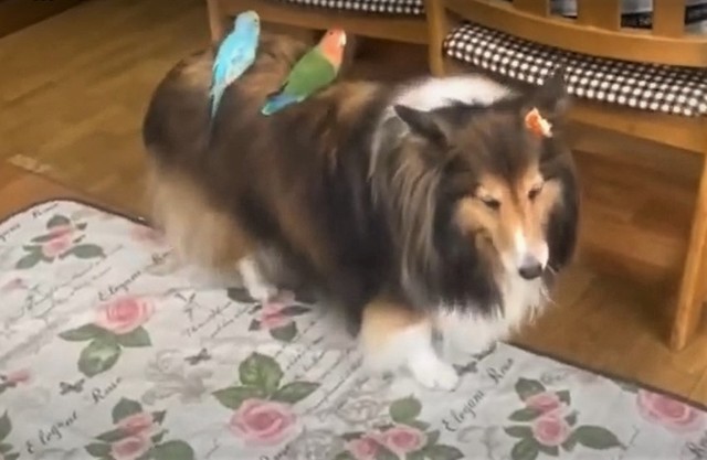 ネコバスならぬイヌバス 2羽のインコを乗せて歩く犬さんに癒される人続出 優しい世界 ほのぼの まいどなニュース