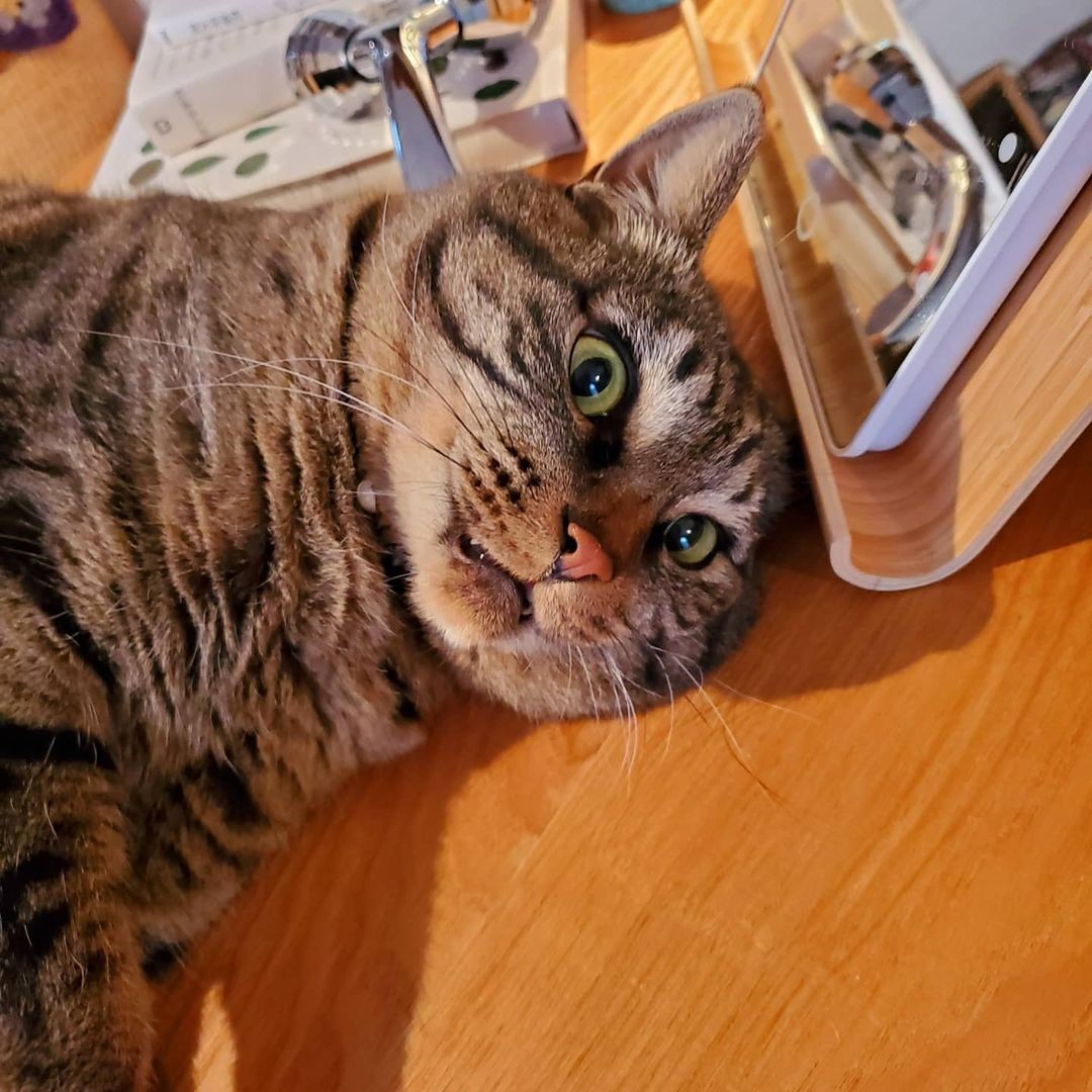 保護当初 なかなか乳離れできなかったキジトラの子猫 いまでは体重6キロ超えのビッグボーイに成長 まいどなニュース