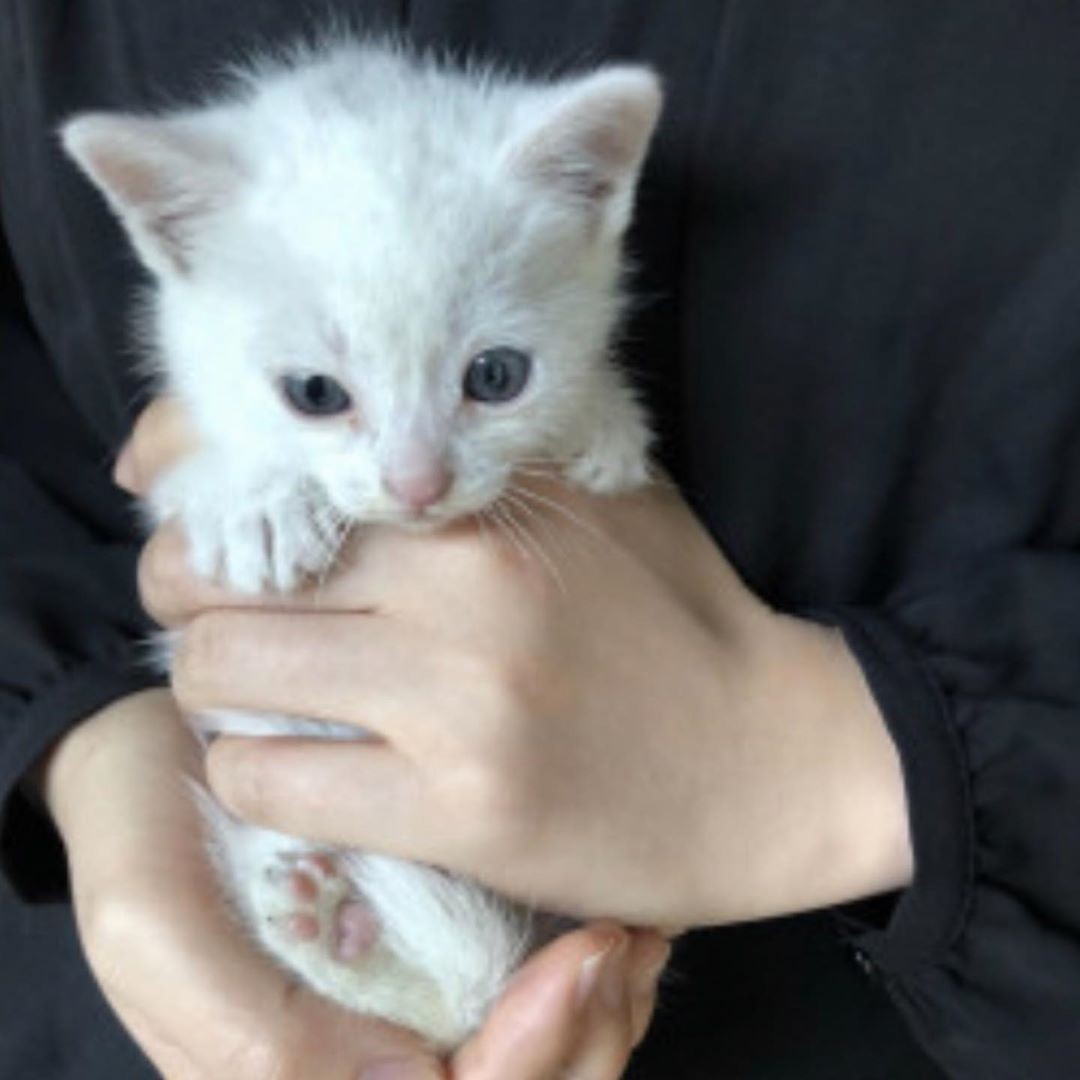 やんちゃで困っていた猫の「優しさ」を引き出すなんてu2026相棒に 