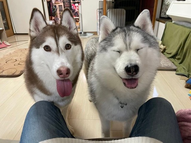 犯犬はこいつだよ 怒られる 穴掘りがバレて固まる犬の表情に爆笑 スゴい緊迫感 まいどなニュース