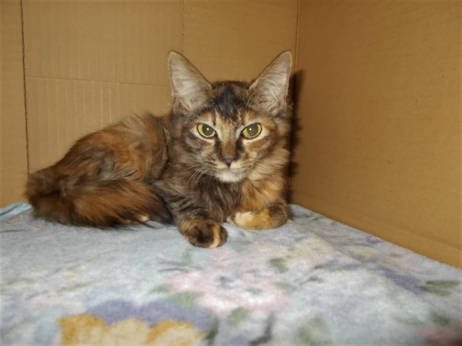 飼えなくなった ペットの保健所への持ち込み 後を絶たず 動物保護管理センターの職員に 殺処分 の実態を聞いた まいどなニュース 飼えなくなった ペットの保健所への持ち込み 後を絶たず 動物保護管理センターの職員に 殺処分 の実態を聞いた まいどなニュース