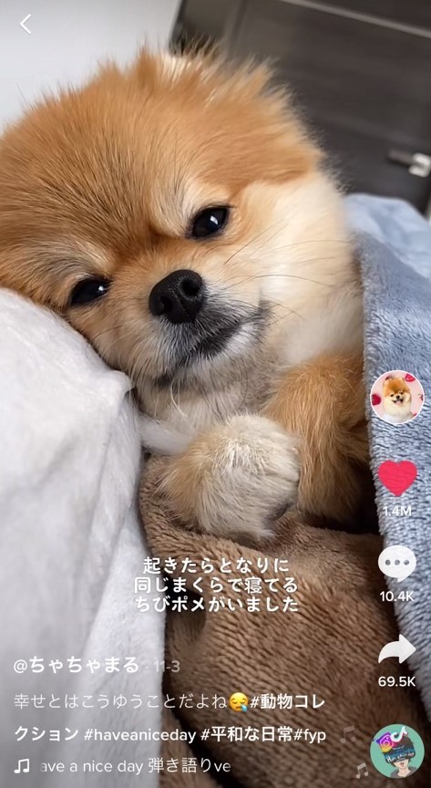 幸せとはこういうこと ポメラニアンのかわいすぎる寝起き姿に悶絶 この投稿で僕は死にかけました これは失神案件 まいどなニュース