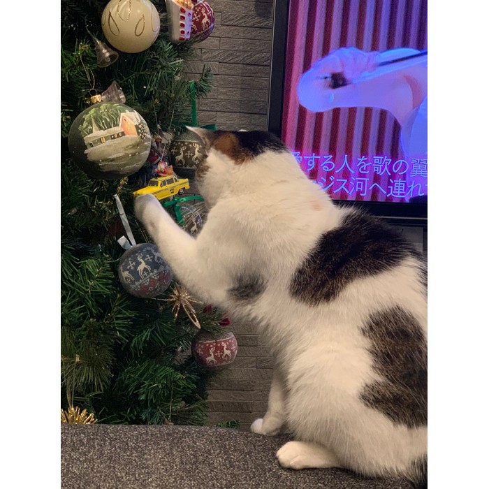 今年も飾られたにゃ」クリスマスツリーにロックオンの猫さんu2026この後