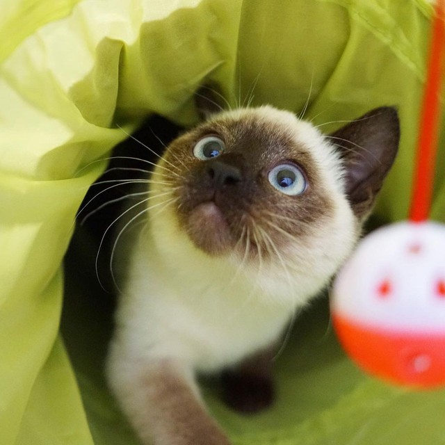 捨て猫禁止の真冬の海岸 捨てられていたシャム猫を家族に 暖かい部屋で一生幸せに過ごそう まいどなニュース