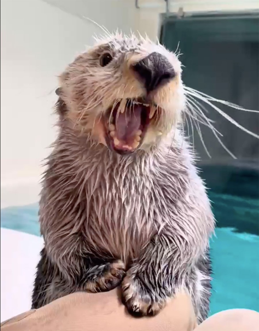 飼育員の太ももをタンタンタンッ 荒ぶるラッコの理由は こんな鳴き声なんだ おこりん坊さんが可愛い と癒される人続出 まいどなニュース