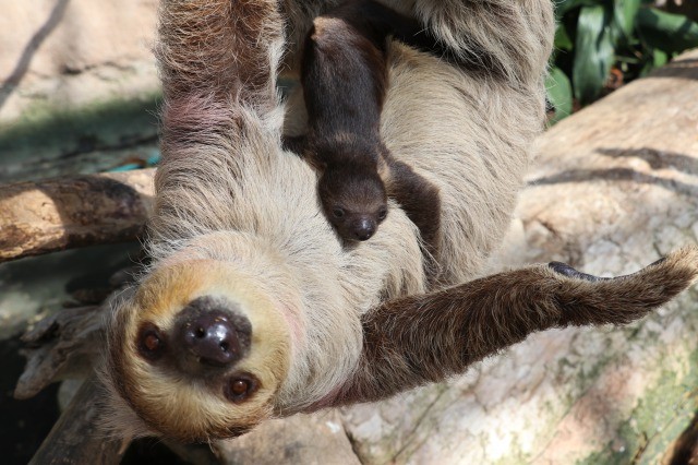 神戸どうぶつ王国に聞いた エサ代がかかる動物 1位はスマトラトラ 2位は意外な動物 まいどなニュース