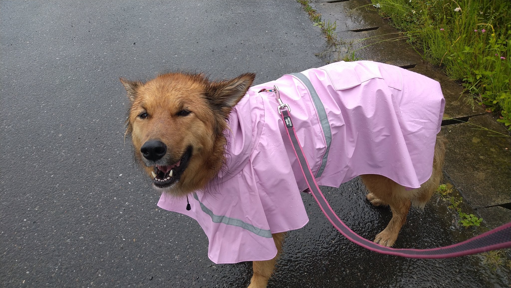 大雨のなかの散歩 犬 飼い主信じられない と 目がゴルゴ 実際は 雨散歩が大好きなんです まいどなニュース