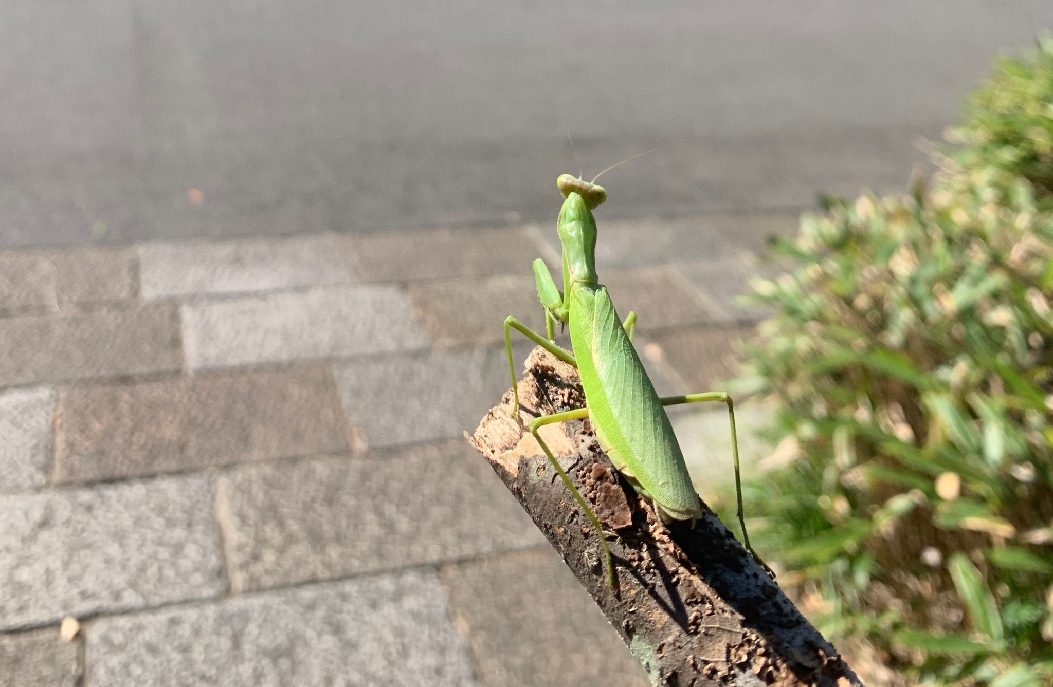 宿主を入水させる恐るべき寄生虫ハリガネムシ 神戸大の研究者らが仕組み解明 カギは水平偏光 まいどなニュース