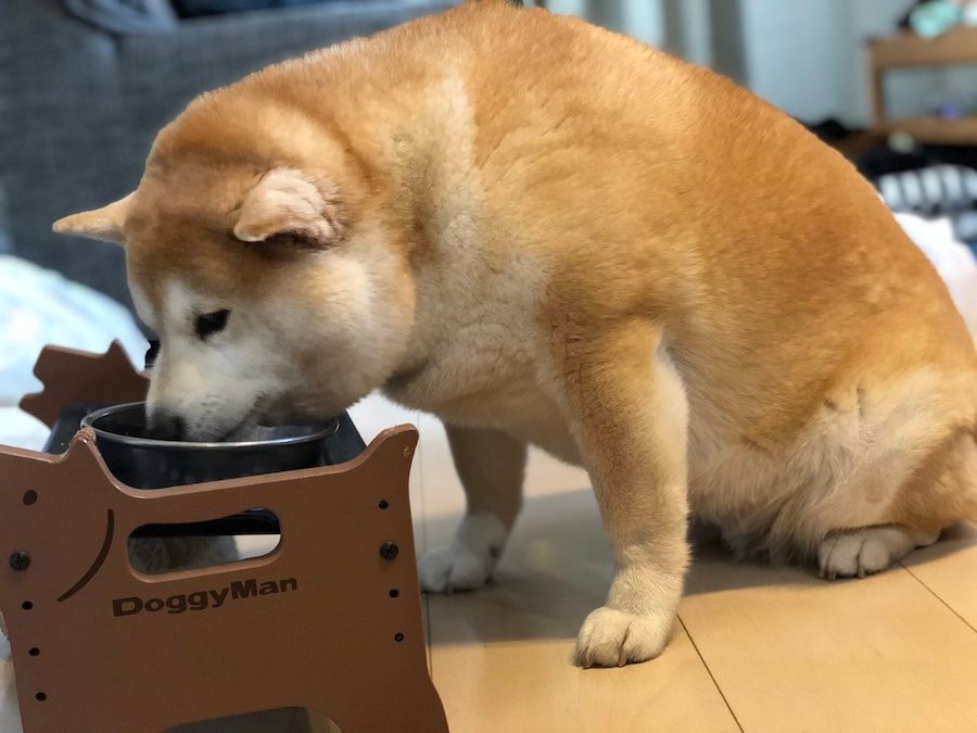 普通に座ってるけど君のはないよ 柴犬がちゃっかり食卓につく姿に爆笑 違和感ないw まいどなニュース 普通に座ってるけど君のはないよ 柴犬がちゃっかり食卓につく姿に爆笑 違和感ないw まいどなニュース