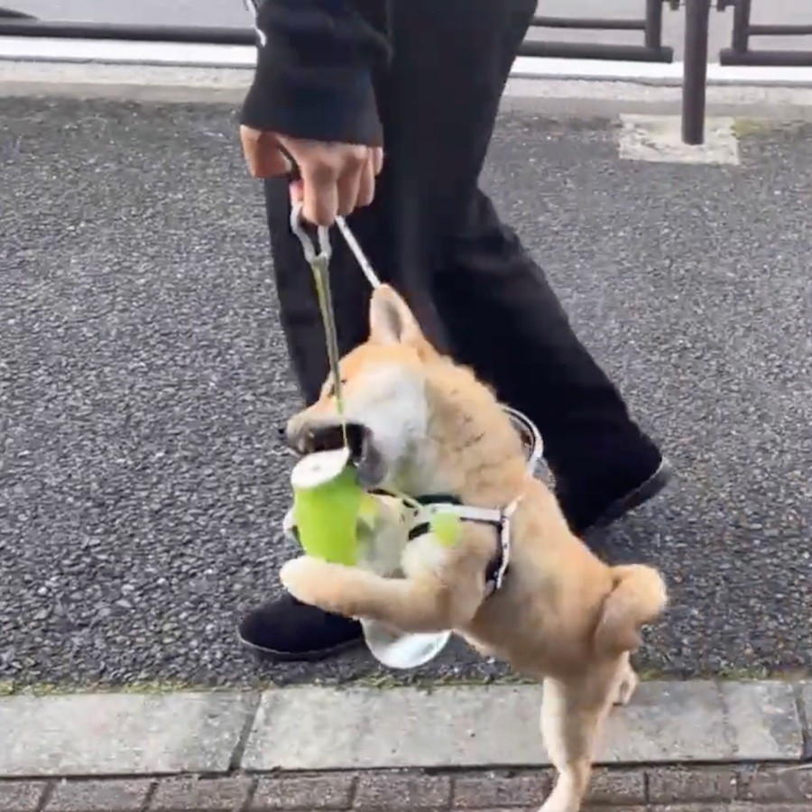柴犬のお散歩デビュー動画に 2足歩行やん ヨチヨチ歩く姿に爆笑 可愛すぎる まいどなニュース
