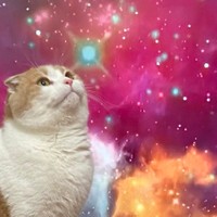 テレビの前で邪魔する猫を 宇宙猫にしました 飼い主のささやかな抵抗だが 猫さんは まいどなニュース