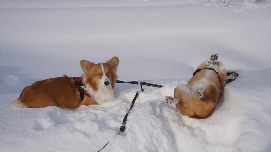 猫が雪道を猛ダッシュ 犬より速い猫さんに驚き ネコの毛皮を着たイヌかも まいどなニュース