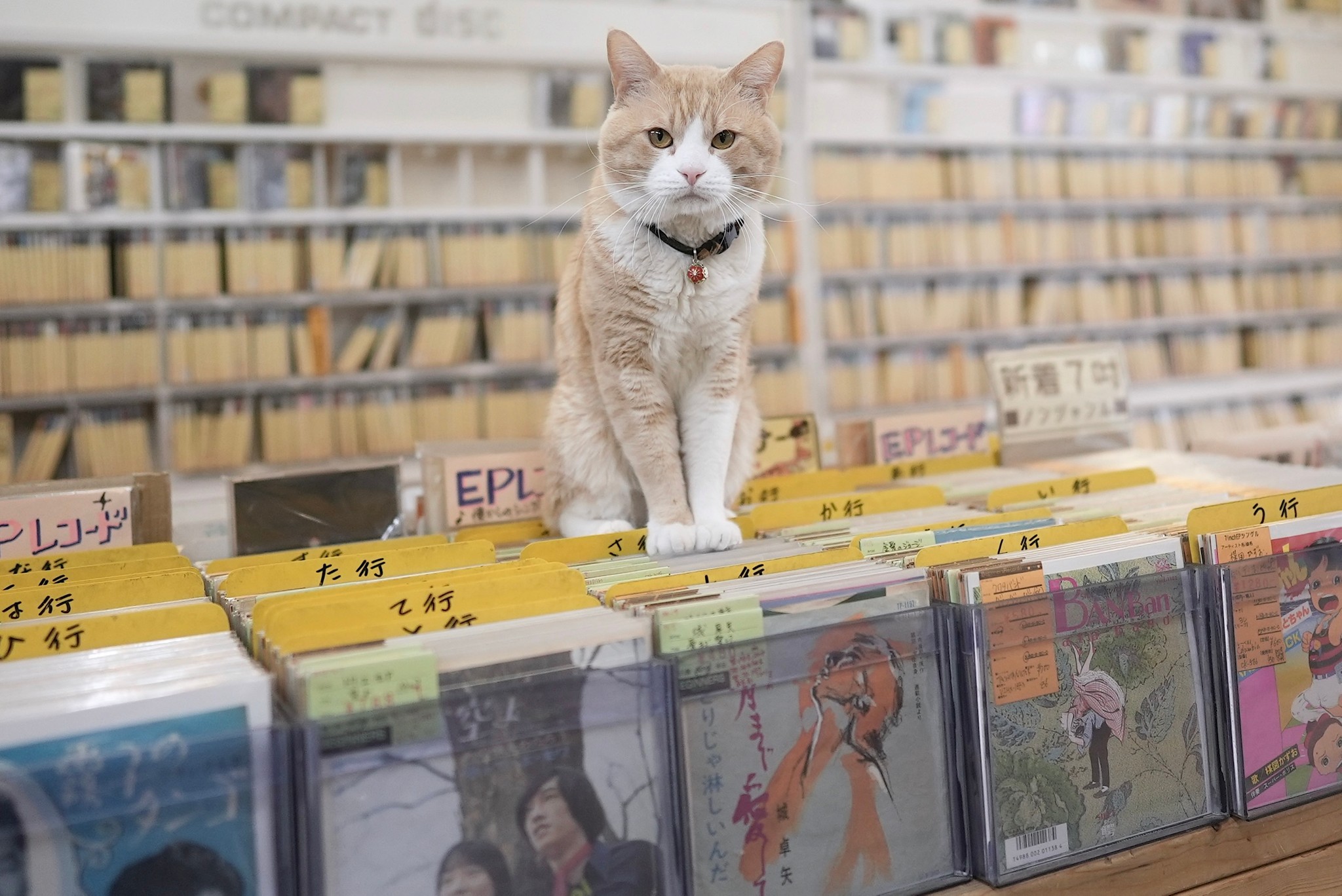 幸運の鍵しっぽ を持つ猫 熊本地震で被災した中古レコード店で店主に寄り添う まいどなニュース