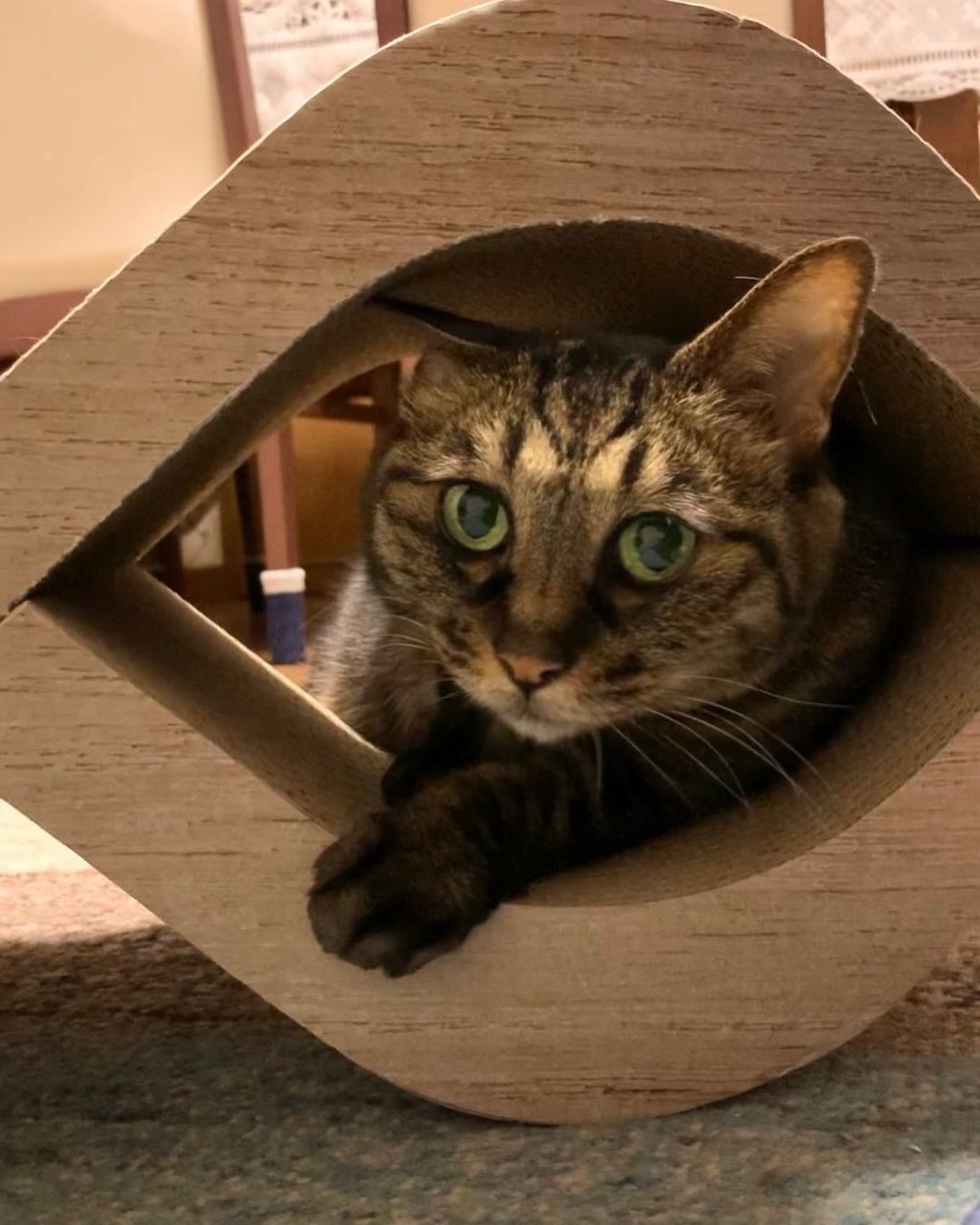 マンションの内覧で出会った子猫 再会できたら保護しよう 引越後 運命の再会 まいどなニュース
