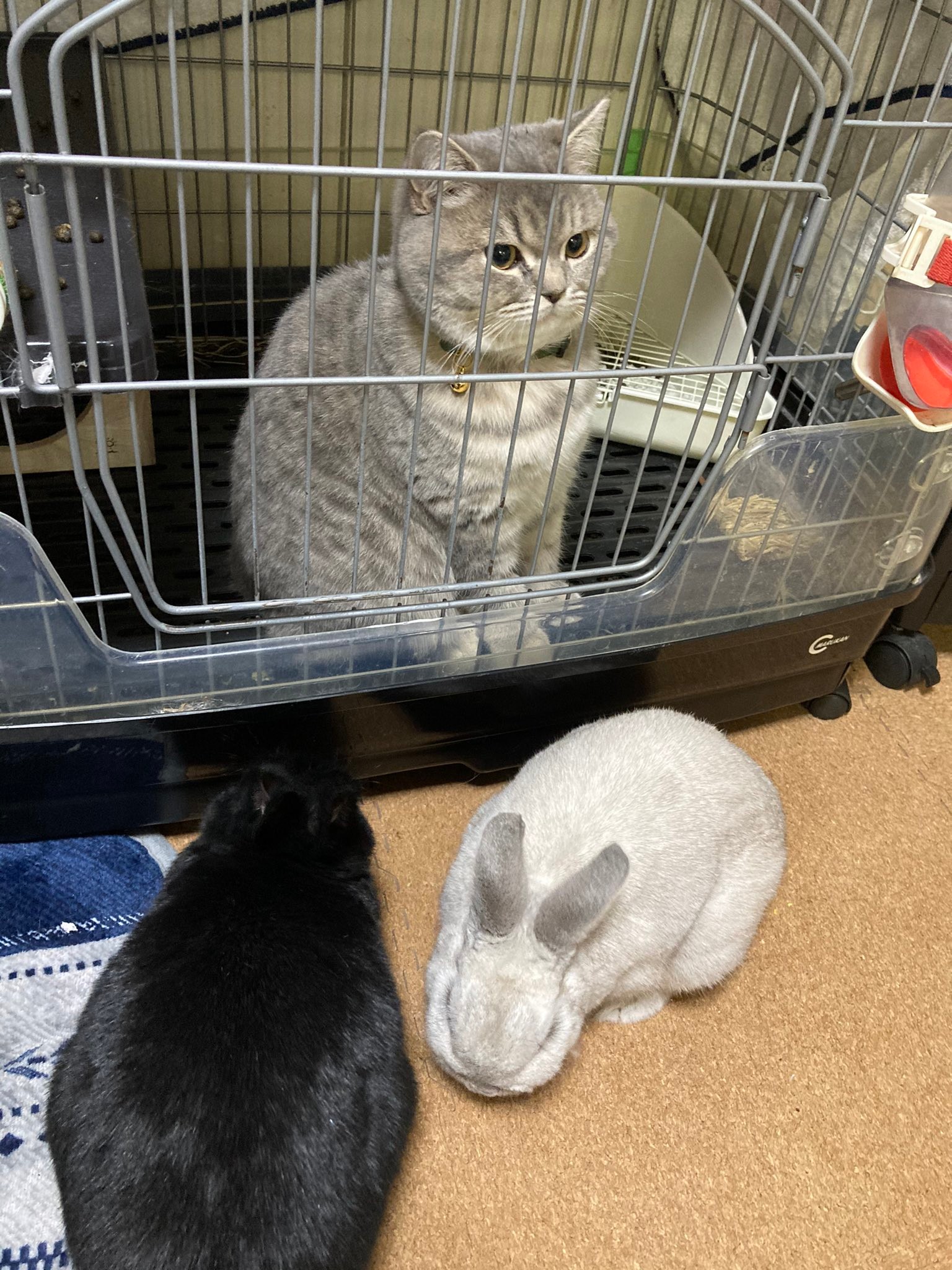 うさぎと猫の 立場逆転 写真が話題 うさぎのクーデター たぶんボディチェンジされた まいどなニュース