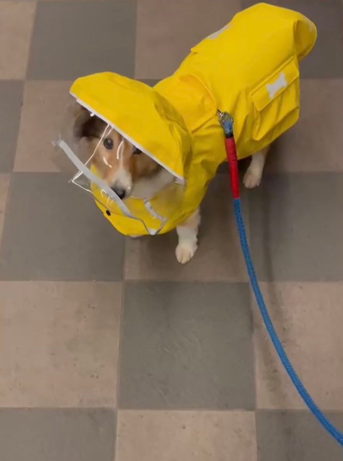 初めてカッパを着た犬さん 僕 イケてる 鏡に映った自分を見つめる姿に 絶対自分のこと可愛い って思ってる まいどなニュース 初めてカッパを着た犬さん 僕 イケてる 鏡に映った自分を見つめる姿に 絶対自分のこと可愛い って思ってる まいどなニュース