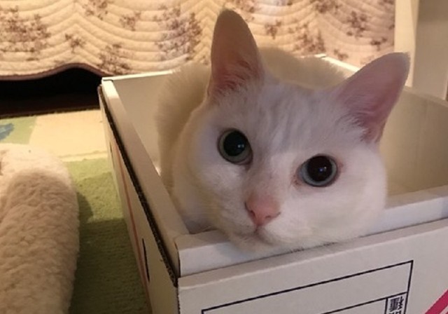 保護した３匹の子猫 体調が悪い子猫を我が家に 実は大病を患っていた まいどなニュース