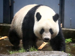 かつて狩猟の対象、いま外交ツール　「パンダかわいい」いつまで続くか　　