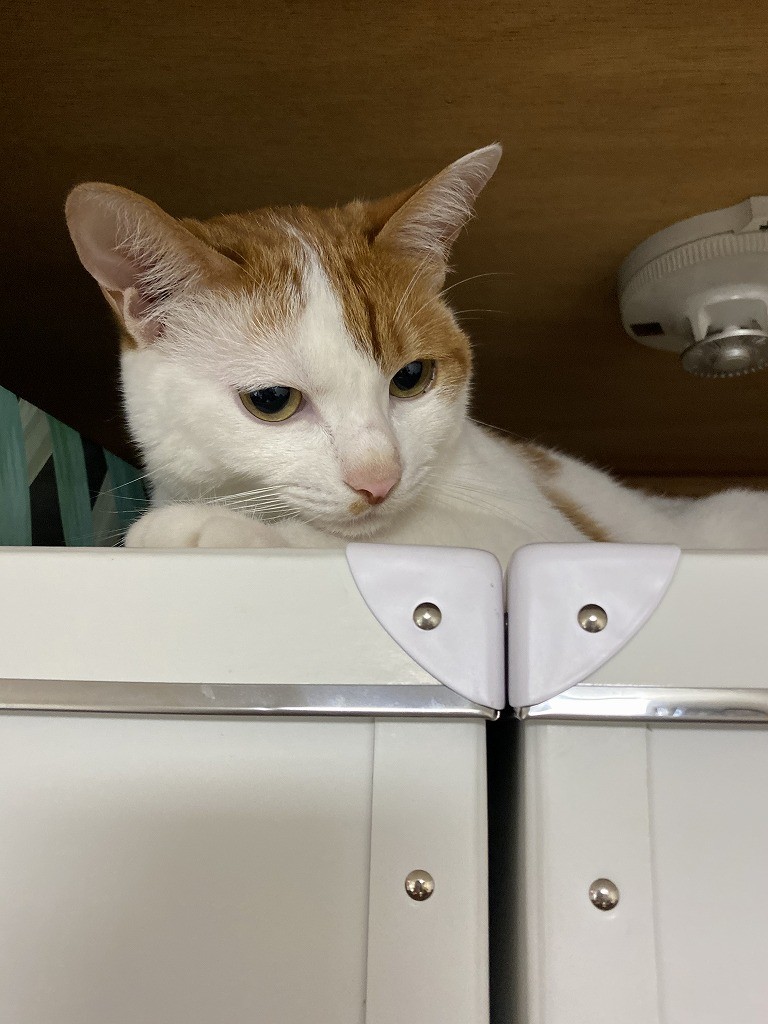 雨の日 カラスに襲われていた子猫を救出 あれ こんな汚い子だったの いまでは唯一無二の存在に まいどなニュース