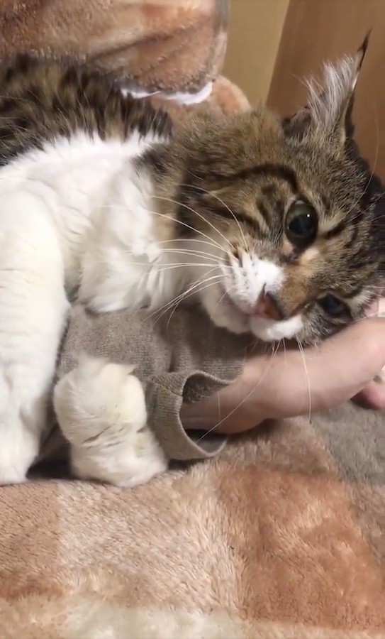 って なんでやねん 甘える猫のノリツッコミにネット爆笑 絶対前世関西人やん 彼女か まいどなニュース