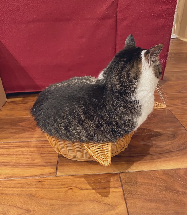まるでカップケーキみたいに膨らんだ猫さんが話題 はみ出すのは「猫が 