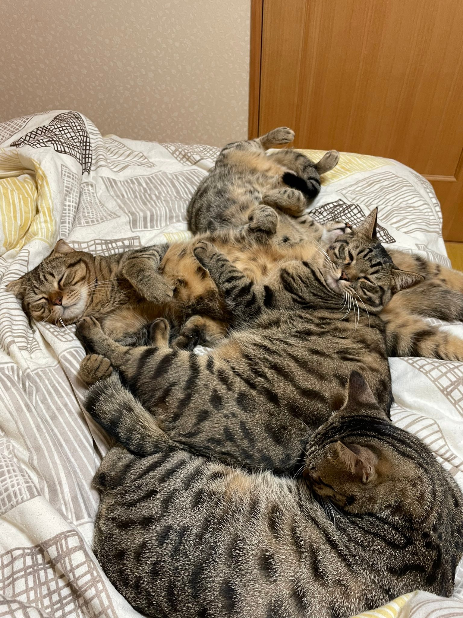 寝場所がない 飼い主嘆きのツイート ベッドを占拠していたのは キジトラ天国 埋もれたい まいどなニュース