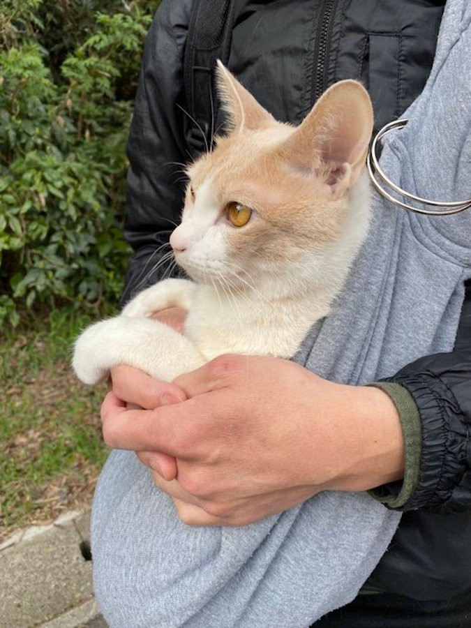 ミニ傘で散歩する猫さんの可愛さに海外からも絶賛の声 実は運命の 