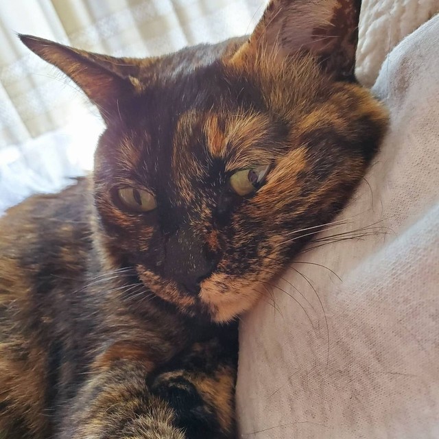 捨て猫だった姉妹 一緒に引き取られて仲良く暮らす オスの先住猫たちの関係性にも変化が まいどなニュース
