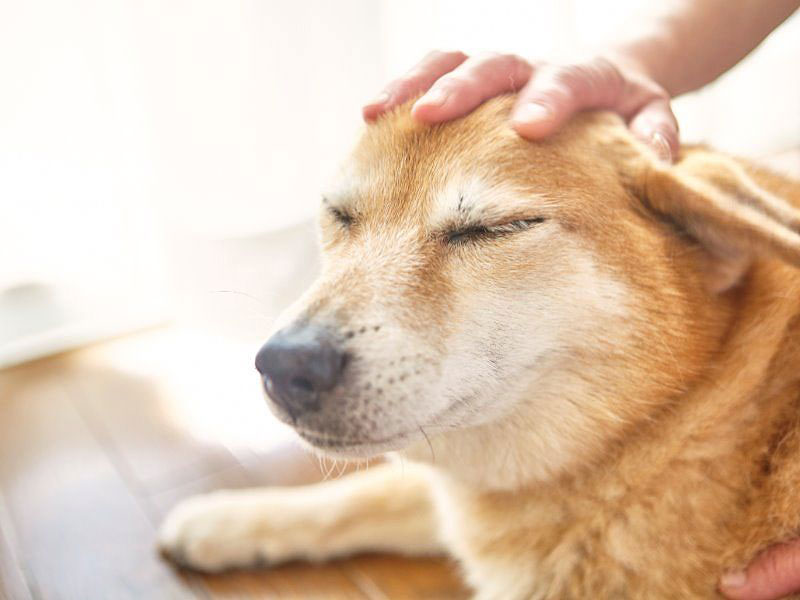 番犬でなく家族としての犬