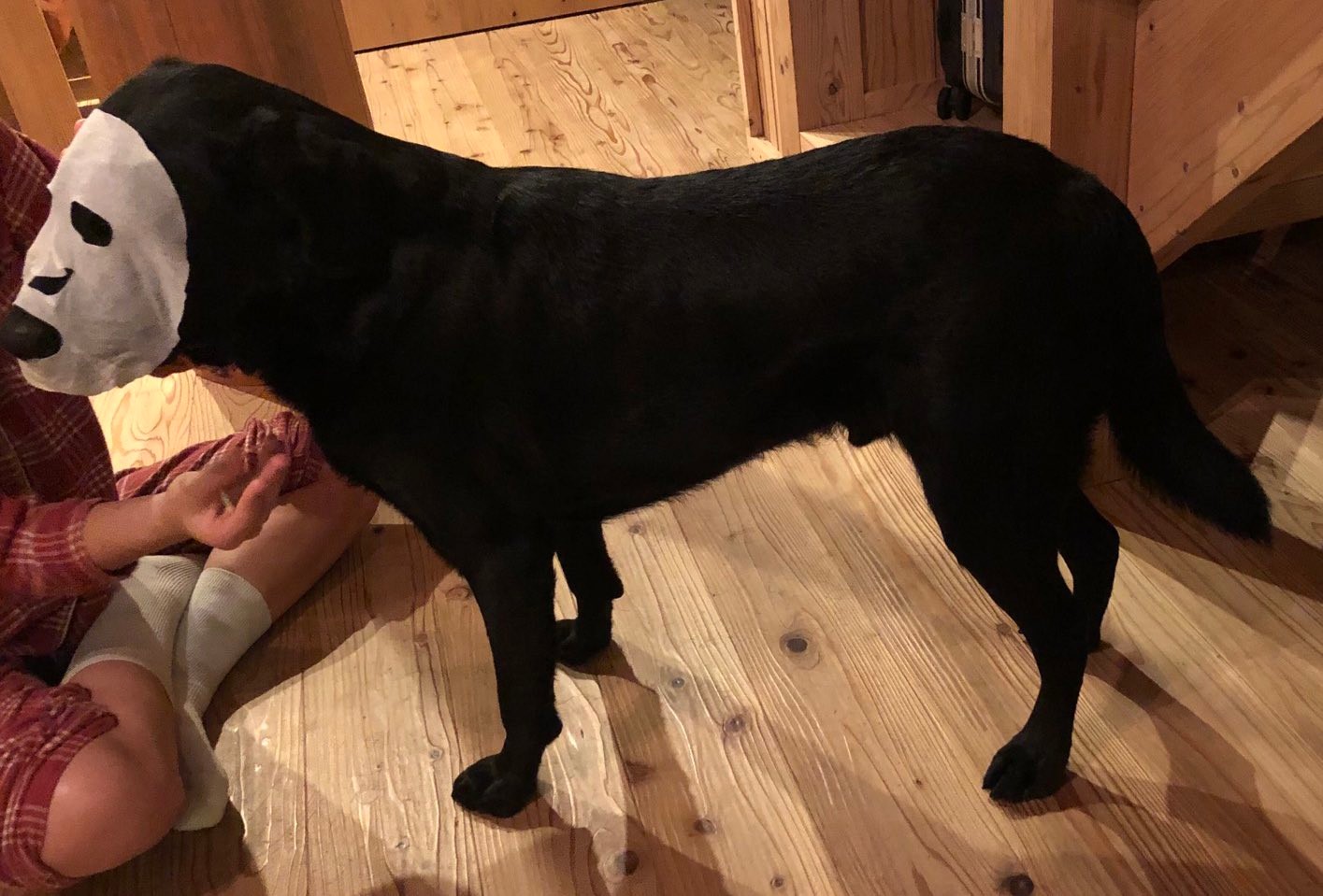 えっ カオナシ いえいえ パックをしたワンちゃんです 超シュールな姿にネットざわつく まいどなニュース