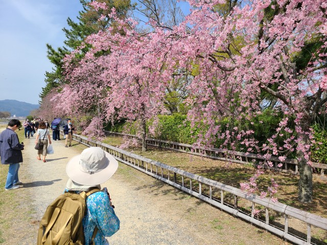 まだ間に合う 京都の遅咲き桜の名所３選 知る人ぞ知る桜の里は ４月中旬に花満開 まいどなニュース