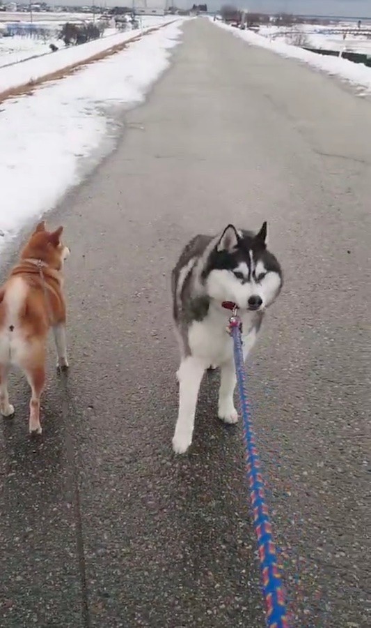 柴犬 ん お前もか ハスキー犬の 拒否シベ 姿に 柴と違う 柴犬は絶対に諦めない まいどなニュース